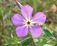 Phlox drummondii