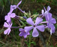 Phlox floridana