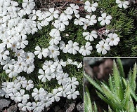 Phlox hendersonii