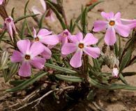 Phlox longifolia