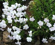 Phlox multiflora