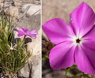 Phlox nana