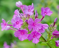 Phlox paniculata