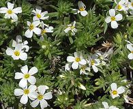 Phlox pulvinata