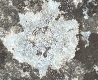 Phlyctis petraea