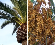 Phoenix canariensis