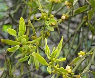 Phoradendron brachystachyum