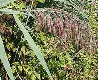 Phragmites australis