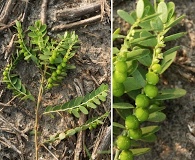 Phyllanthus abnormis