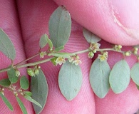 Phyllanthus caroliniensis