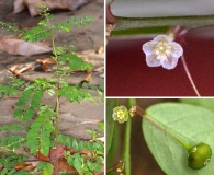 Phyllanthus tenellus