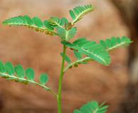 Phyllanthus urinaria