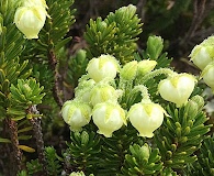 Phyllodoce aleutica