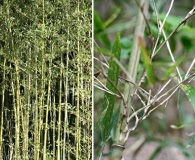 Phyllostachys aurea