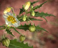 Physalis acutifolia