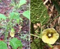 Physalis arenicola