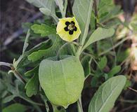 Physalis cinerascens