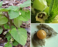 Physalis grisea