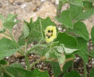 Physalis mollis