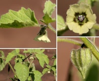 Physalis neomexicana