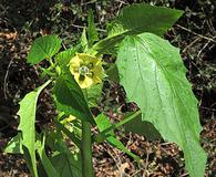 Physalis philadelphica