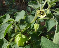 Physalis pubescens