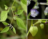 Physalis solanacea