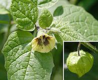 Physalis virginiana