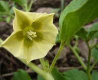 Physalis viscosa