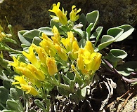 Physaria alpestris