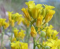 Physaria douglasii