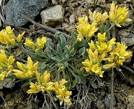 Physaria floribunda