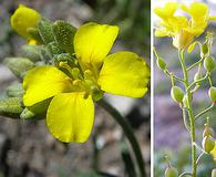 Physaria gordonii