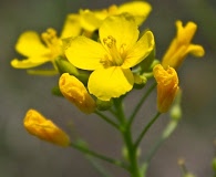 Physaria gracilis