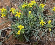 Physaria intermedia