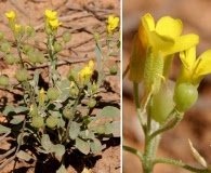 Physaria pinetorum