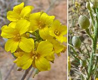 Physaria rectipes