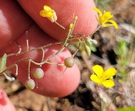 Physaria recurvata