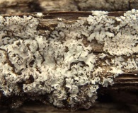 Physcia dimidiata