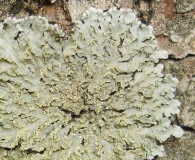 Physconia enteroxantha