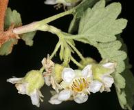 Physocarpus alternans