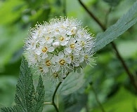 Physocarpus capitatus