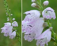 Physostegia angustifolia