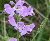 Physostegia intermedia