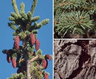 Picea engelmannii