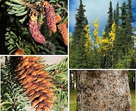 Picea glauca