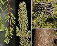 Picea mariana