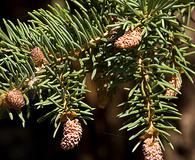 Picea pungens