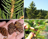 Picea rubens