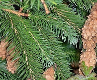 Picea sitchensis